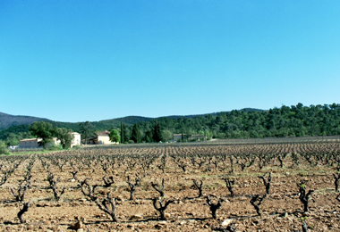 Vignoble en &eacute;t&eacute;