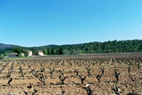 Le vignoble de Rimauresq