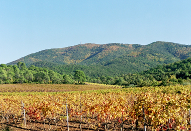 Vinyard